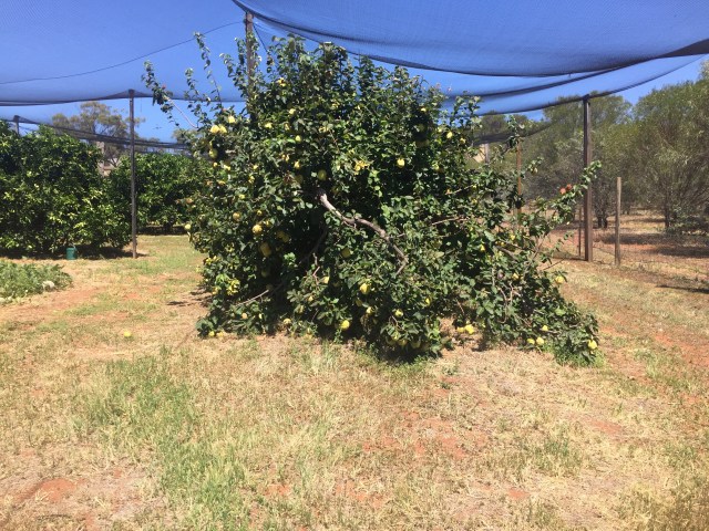 A Quince tree laden with fruit!